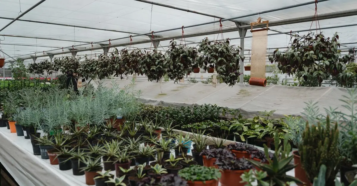 Guide d'achat plantes petit budget
