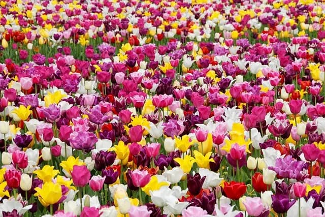 Déco jardin petit budget : astuces et conseils